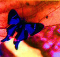 Blue Buterflies Xpress Peru