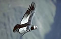 Condor Cross in the Colca Canyon