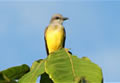 Amazon River Birdwatching